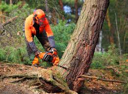 Best Tree Cabling and Bracing  in Middletown, CT