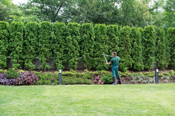 Best Pest Control for Lawns  in Middletown, CT